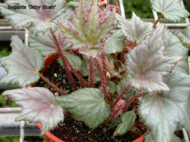 B. ‘Baby Blush’